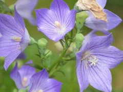 5種現在種植非常賺錢的中藥材？天麻、金銀花等